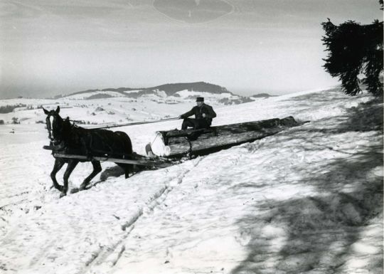 Foto Langholztransport mit Pferdeschlitten