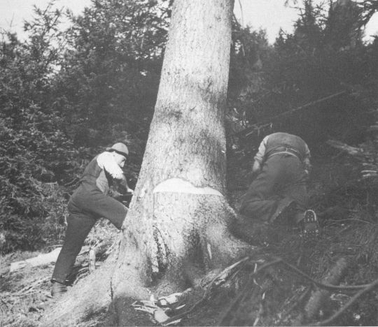 Foto Fällen: Sägen und Treiben