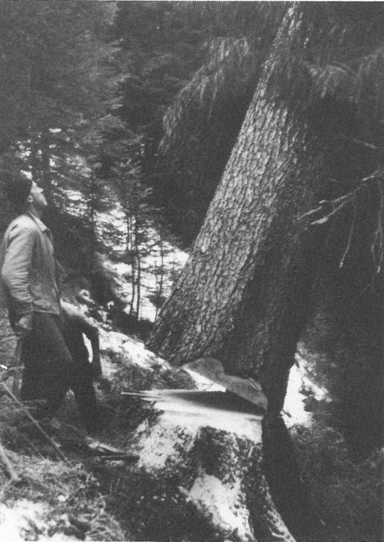 Foto Fällen: die Tanne fällt
