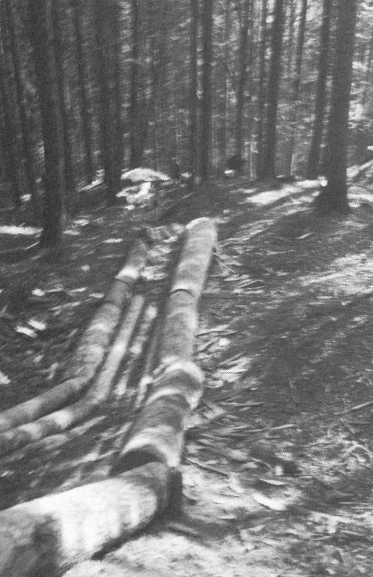 Foto Stangenriese im Wald