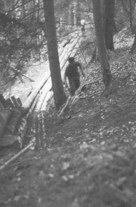 Foto Loite im Wald