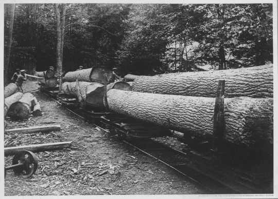Foto Waldeisenbahn der Firma Moritz Müller in Leipzig (Riesa)