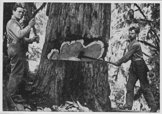 Foto Holzfäller in Oregon