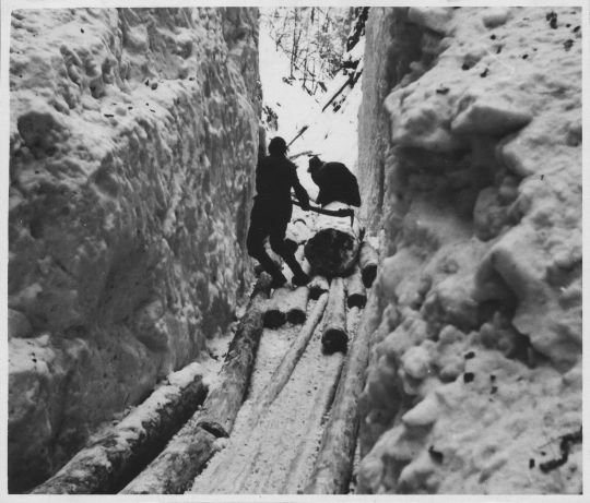 Foto Riesen (Reisten) des Holzes