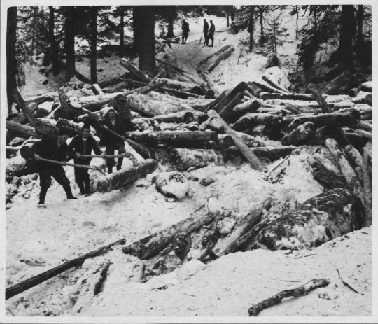 Foto Riesen (Reisten) des Holzes