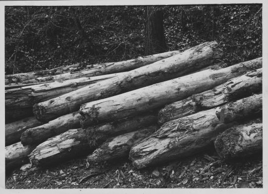 Foto Gerieste Stämme