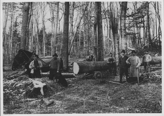 Foto Holzrücken im Stadtwald von Schaffhausen