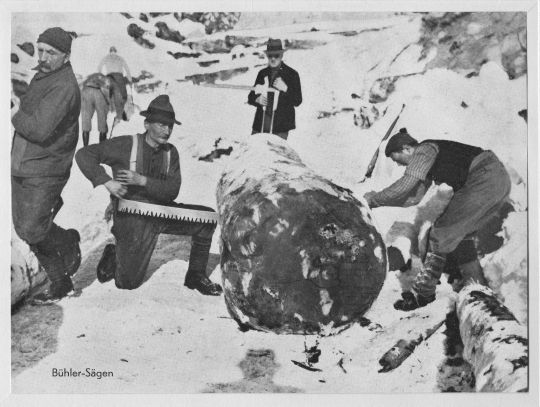 Foto Zersägen eines Holzstammes mit einer Zweimannzugsäge.