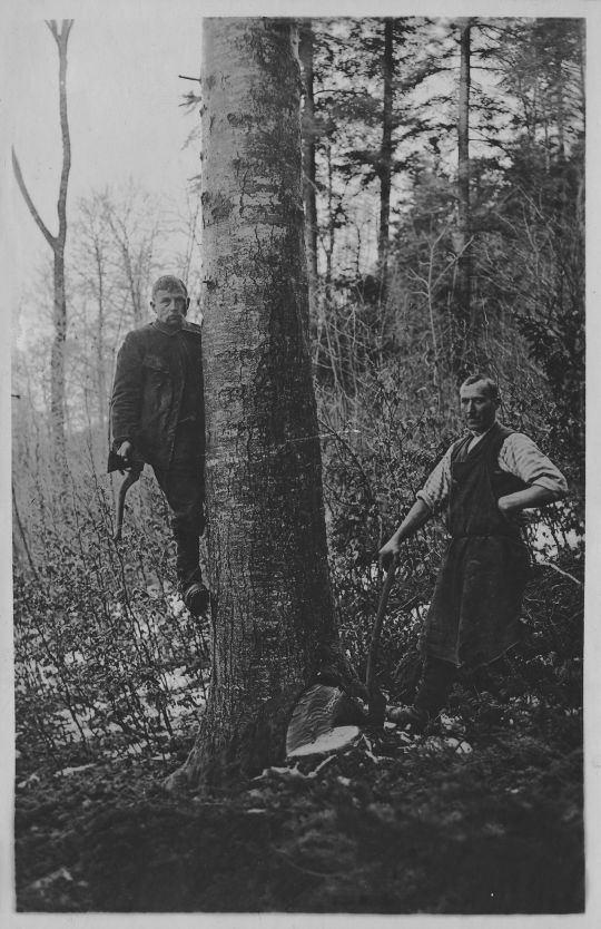 Foto Fällen: Anhauen einer grossen Tanne.