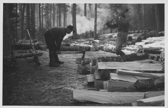 Foto Gewinnung von Brennholz (Buchen-Schichtholz)