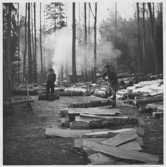 Foto Gewinnung von Brennholz (Buchen-Schichtholz)