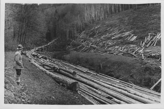 Foto Holztransport mit Stangenriesen im Schwarzwald