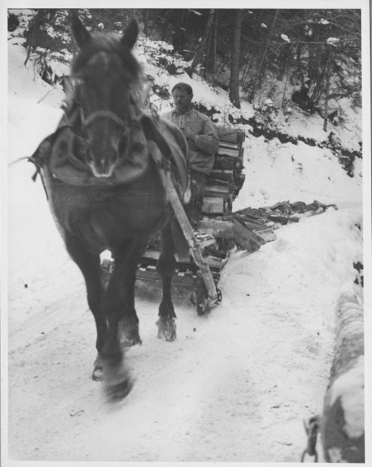Foto Transport von Brennholz mit Schlitten