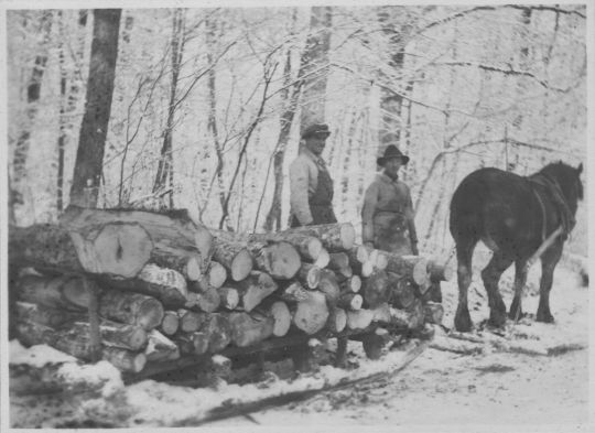 Foto Transport von Brennholz mit einem pferdegezogenen Schlitten