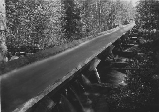 Foto Wasserriese im Wald