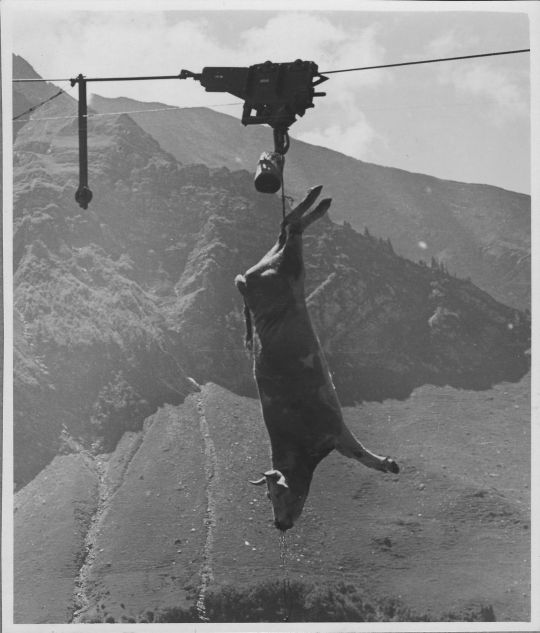 Foto Viehtransport am Niesen/Wimmis