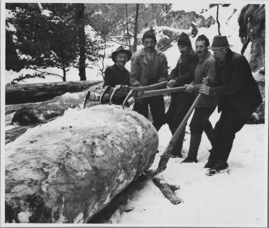 Foto Holzrücken mit Sapinen