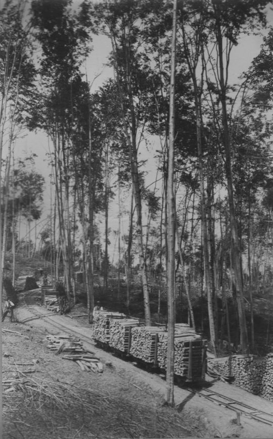 Foto "Waldeisenbahn im Sihlwald", "Waldarbeiter und Waldeisenbahn"