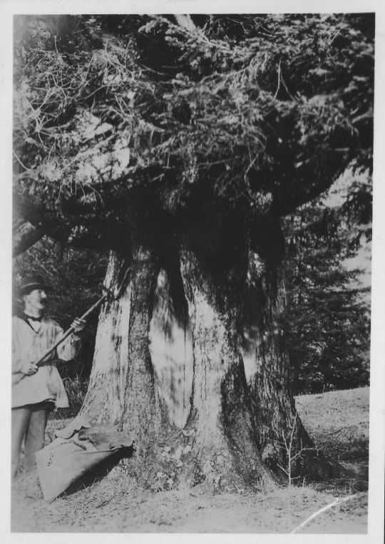 Foto Harznutzung an Fichte