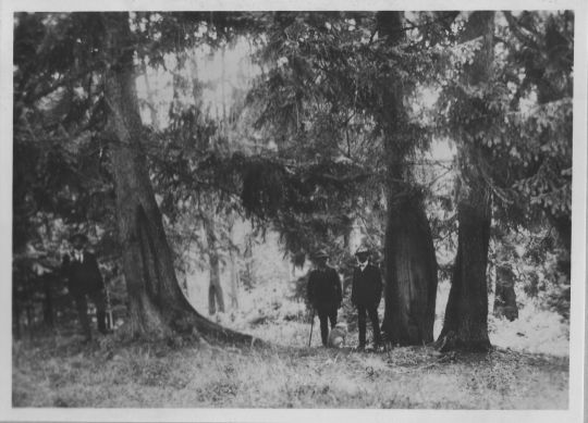 Foto Harznutzung an Fichte