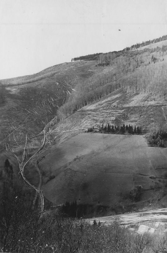 Foto Riesen von Langholz