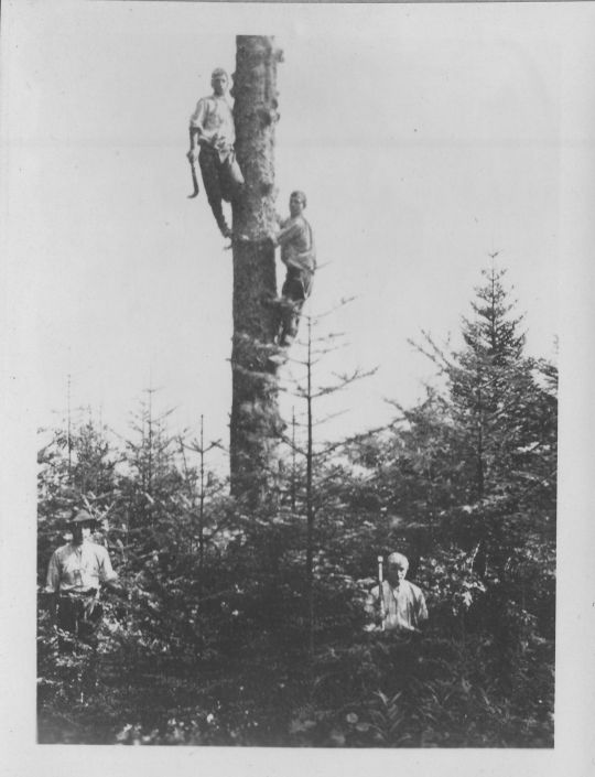 Foto Entasten eines stehenden Baumes