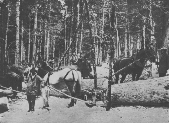 Foto Langholztransport mit Pferden