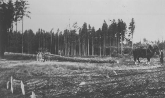 Foto Langholzrücken mit einachsigem Rückewagen