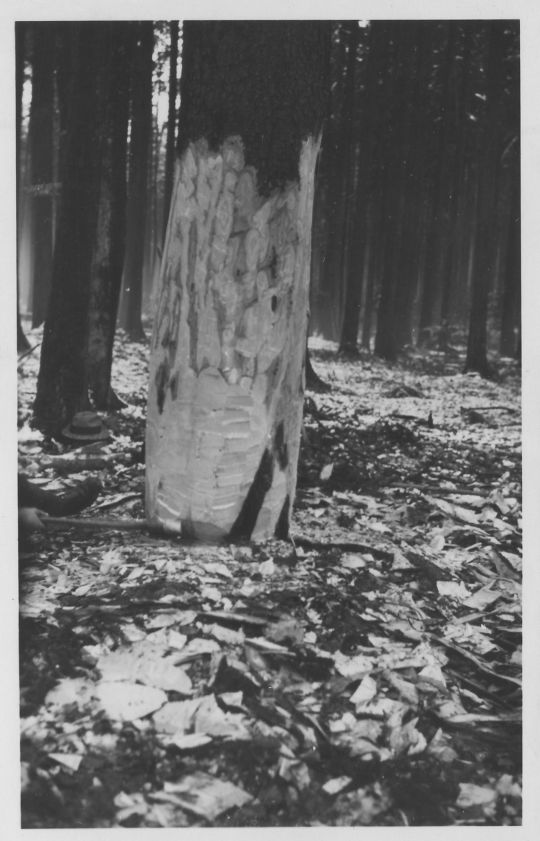 Foto Muster-Holzhauergruppe der Schweiz: Fertig zum Fällen gerichteter Stamm