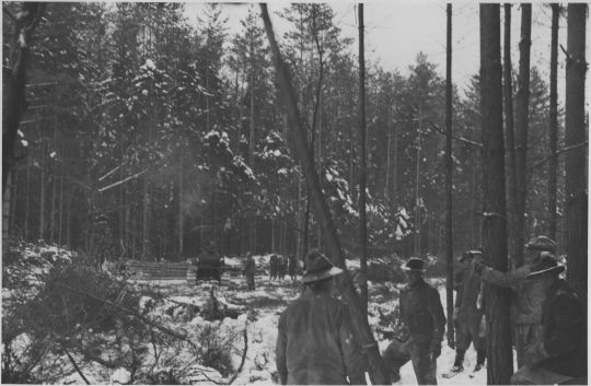 Foto Rodung im Staatswald Embrach zur Gewinnung von Kulturland