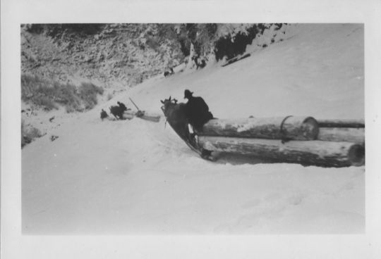 Foto Holztransport mit pferdegezogenem Schlitten