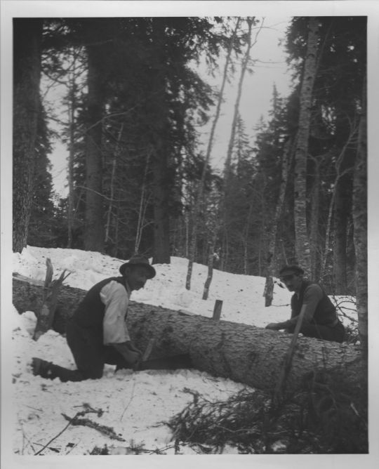 Foto Zwei Holzer beim Zersägen eines Stammes
