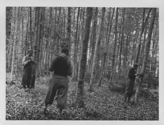 Foto Bestandeskluppierung