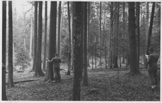 Foto Bestandeskluppierung