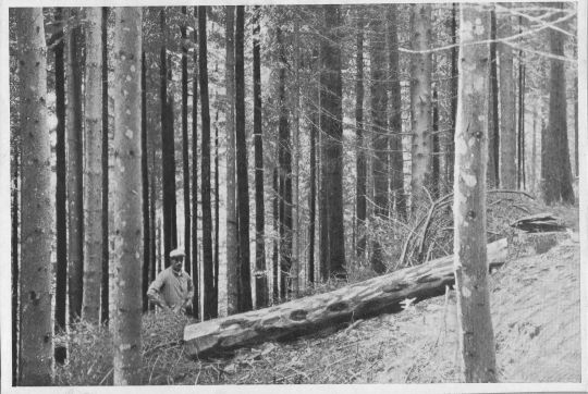 Foto Riesen (Reisten) des Holzes