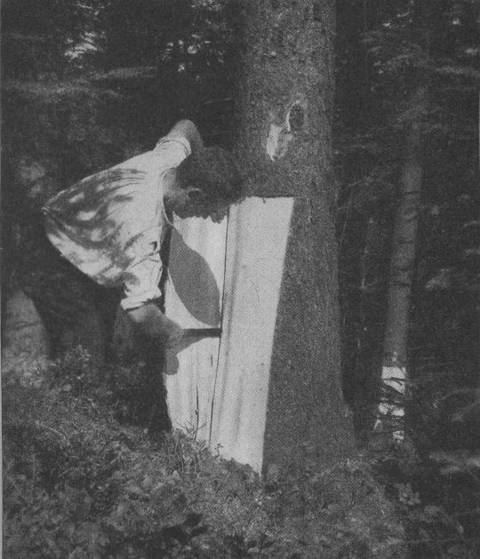 Foto Schälen von Fichten zur Gewinnung von Gerbrinde