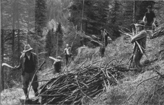 Foto Rüsten des Astholzes in der Schlagfläche