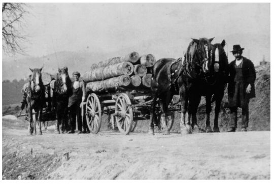 Foto Transport von Stammholz auf einen Blöckerwagen / Brückenwagen