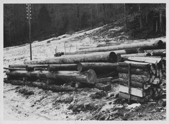 Foto Richtige Rampe für den Holzverlad auf Fuhrwerk oder Lastwagen