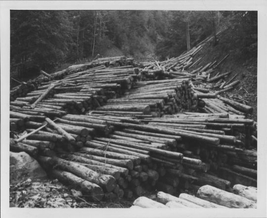 Foto Holztransport per Verfahren mit Tragseil