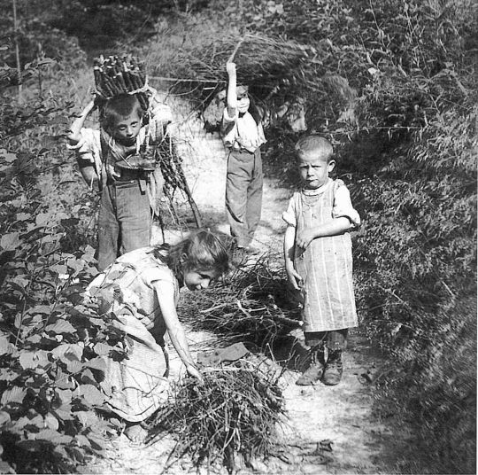 Foto Transport von Brennholz