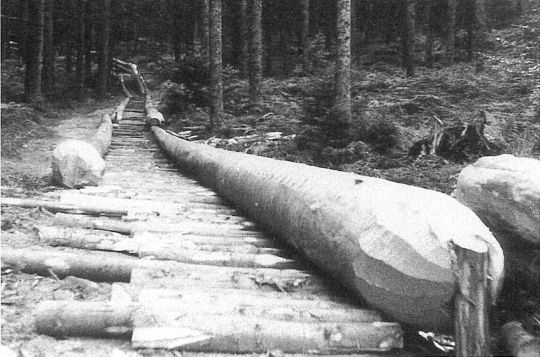 Foto Riesweg mit "geschnäuzten" Stämmen