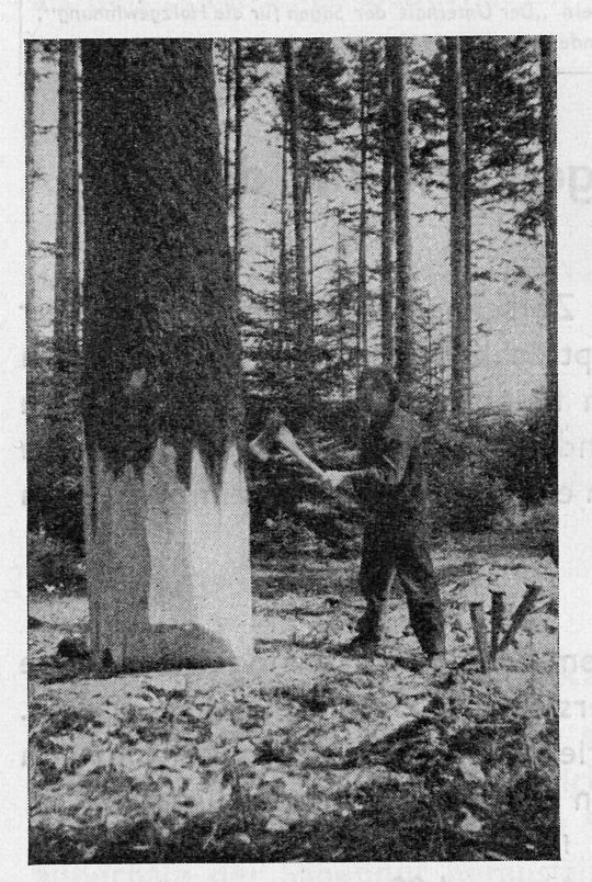 Foto Vorbereitung der Holzfällung