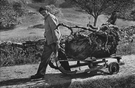Foto Transport von gesprengten Wurzelstöcken von Alp zu Tal.
