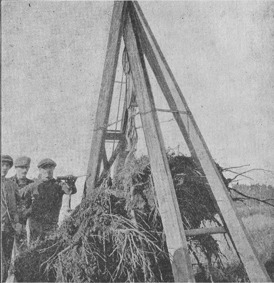 Foto Einsatz einer Rodewinde (?) zur Entfernung einer Fichtenwurzel