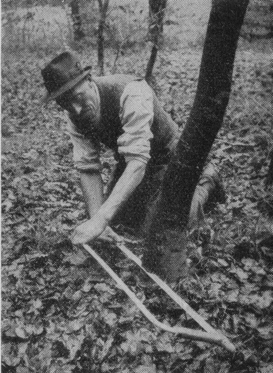 Foto Fällen mit der Bügelsäge