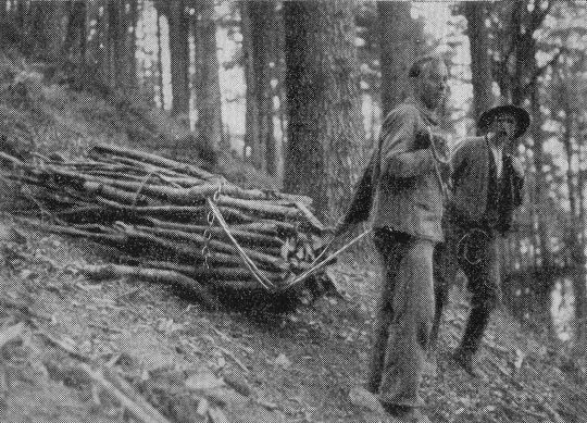 Foto Rücken von Durchforstungsmaterial am Steilhang