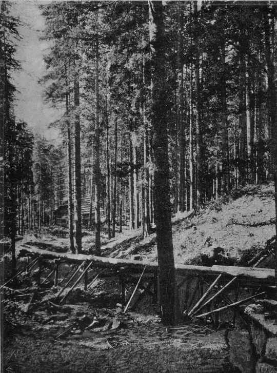 Foto Riesenähnliche Strecke des Gschlachtwald-Riesweges