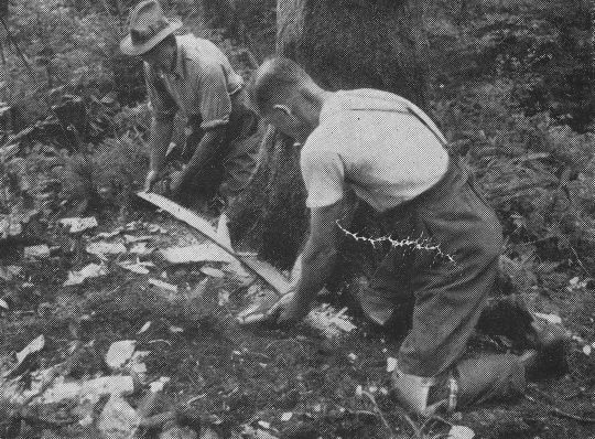 Foto Horizontaler Schnitt mit der Säge beim Anschroten eines Wurzelanlaufs