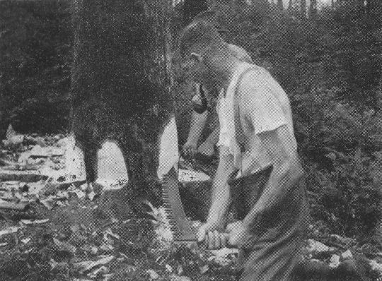 Foto Verwendung der Säge beim Anbringen des Fallkerbes